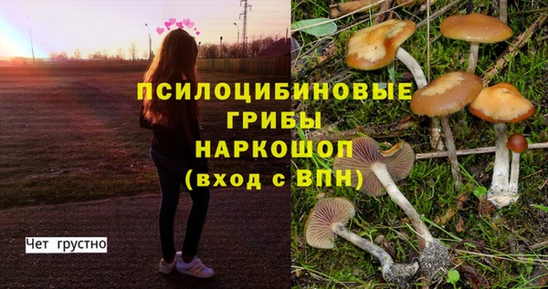ГАЛЛЮЦИНОГЕННЫЕ ГРИБЫ Горно-Алтайск